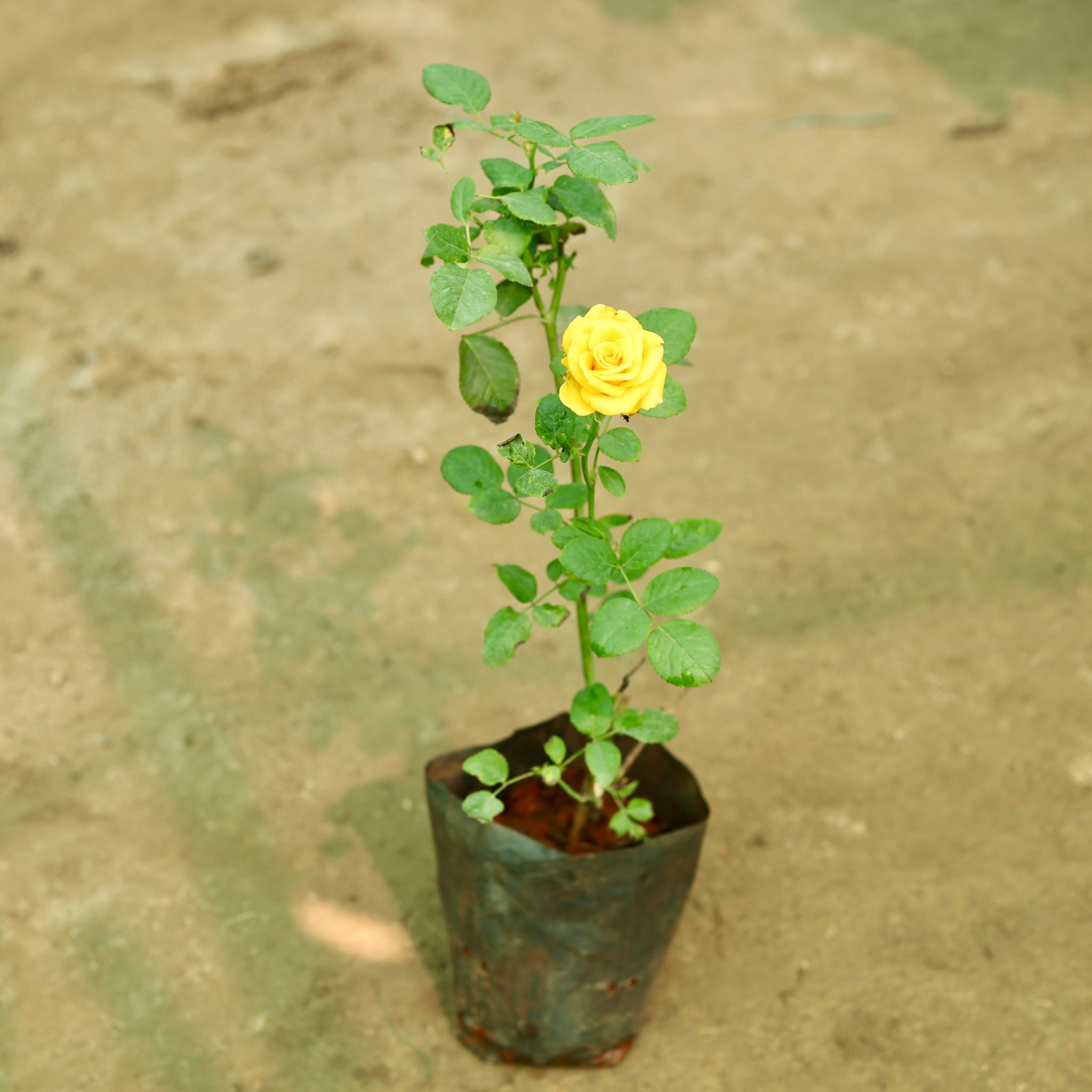 Rose (Any Colour) in 8 Inch Nursery Bag