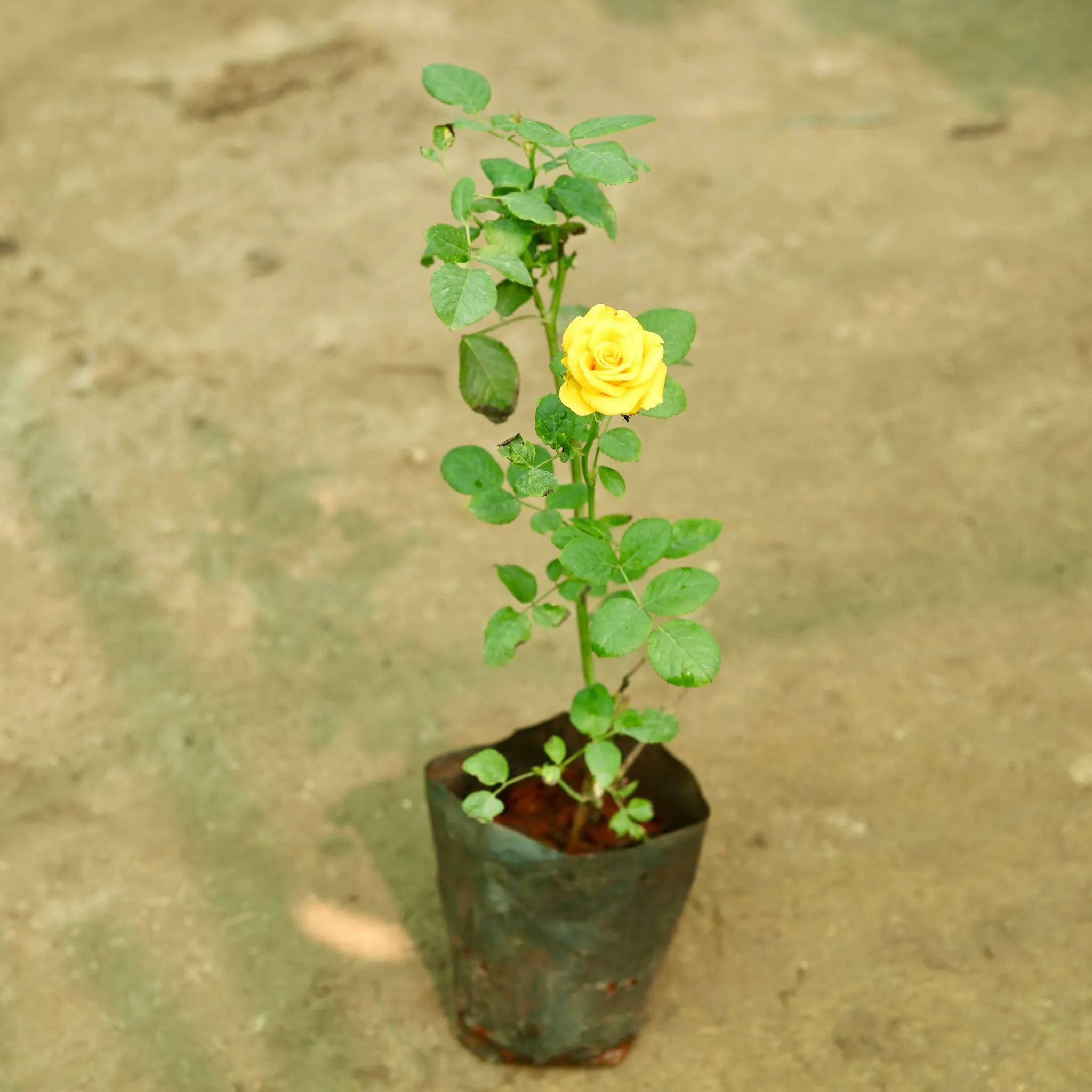 Rose (Any Colour) in 8 Inch Nursery Bag