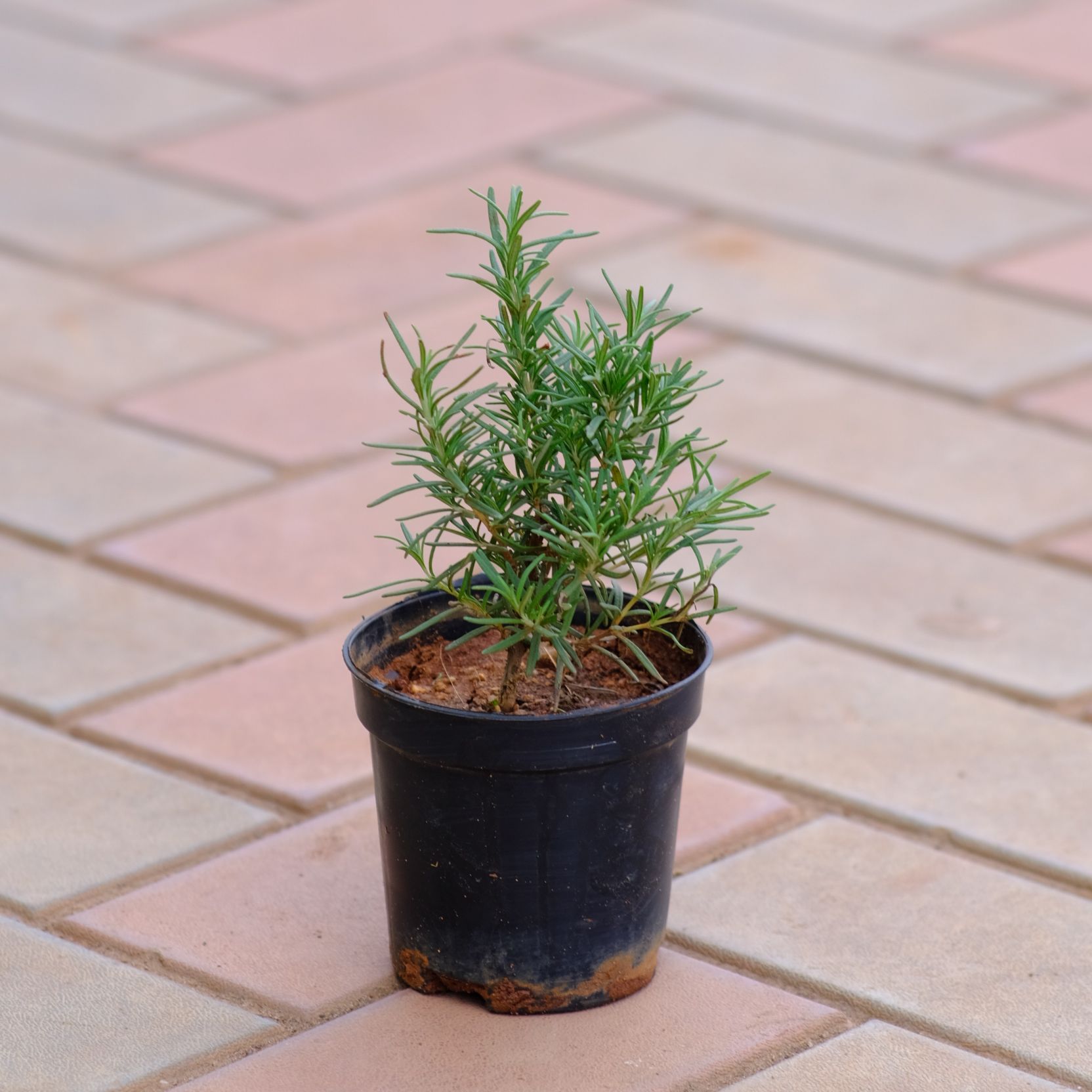 Rosemary in 4 Inch Nursery Pot