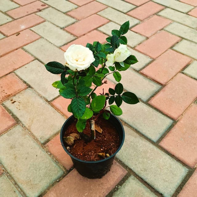 Rose White in 6 Inch Nursery Pot