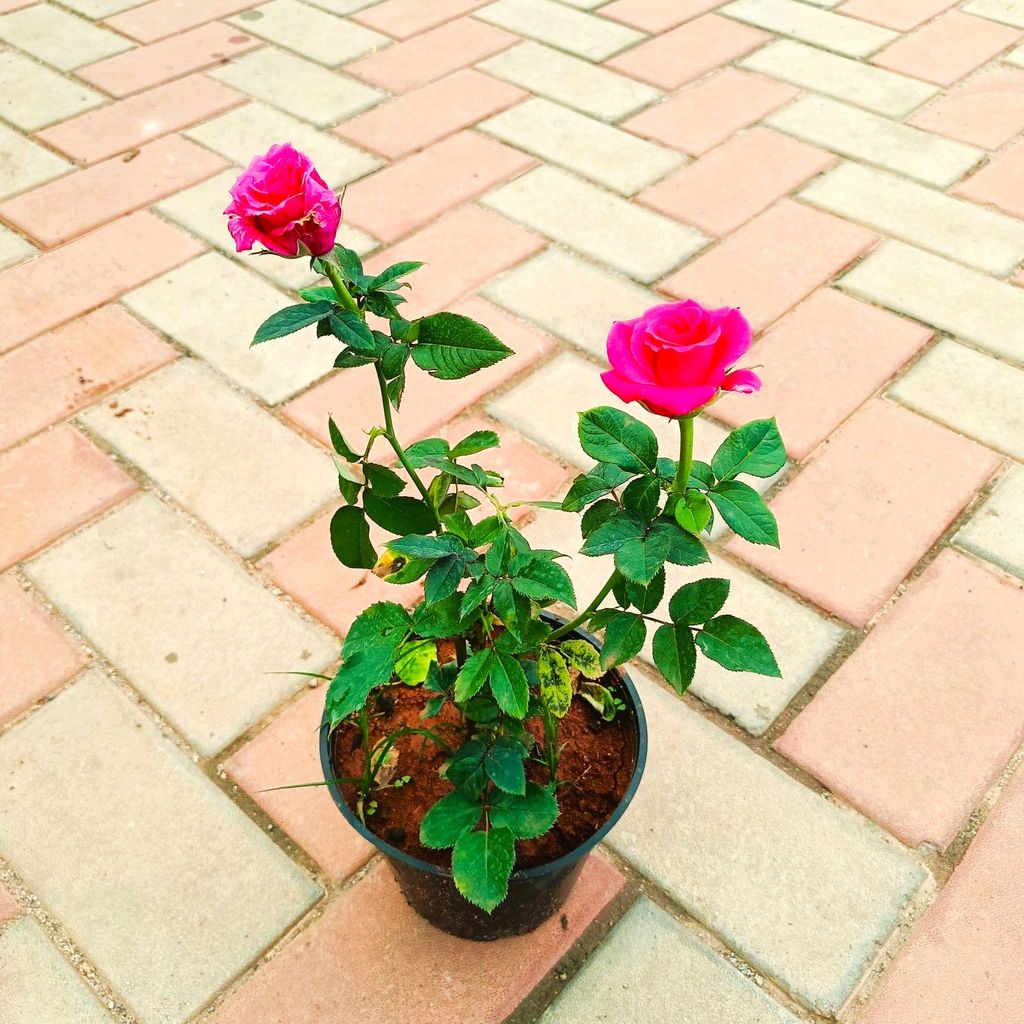 Rose Pink in 6 Inch Nursery Pot Rose Pink in 6 Inch Nursery Pot