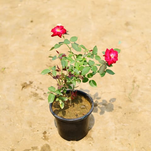 Rose Red in 6 Inch Nursery Pot