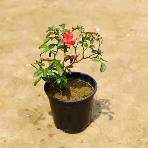 English Rose in 6 Inch Nursery Pot