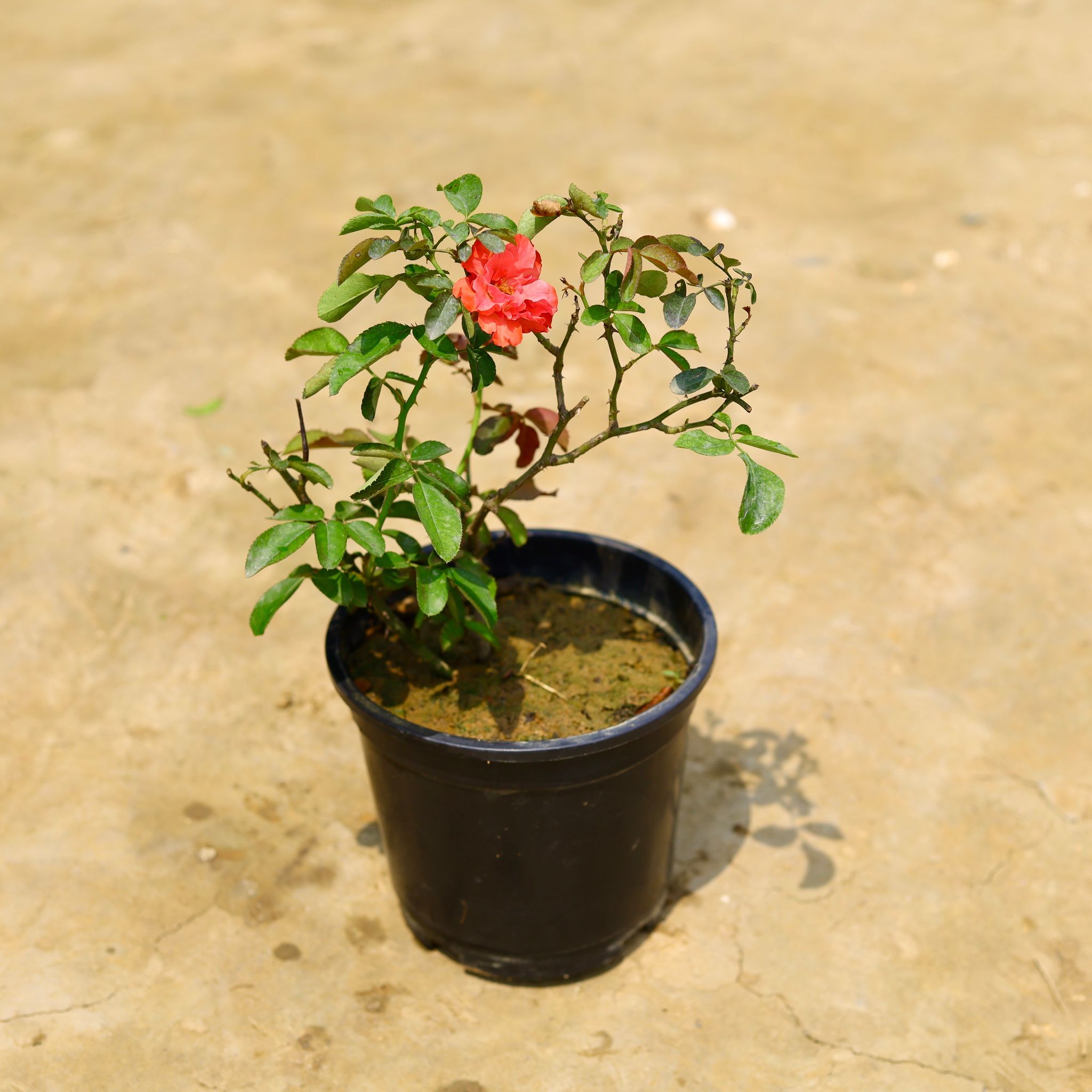 English Rose in 6 Inch Nursery Pot