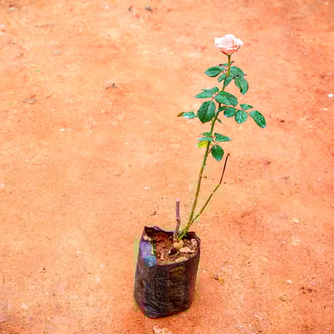 Rose (any colour) in 4 Inch Nursery Bag