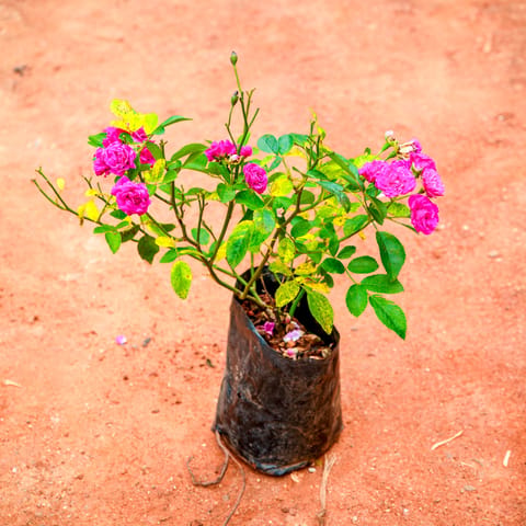 Button Rose Pink in 4 Inch Live Plant Nursery Bag