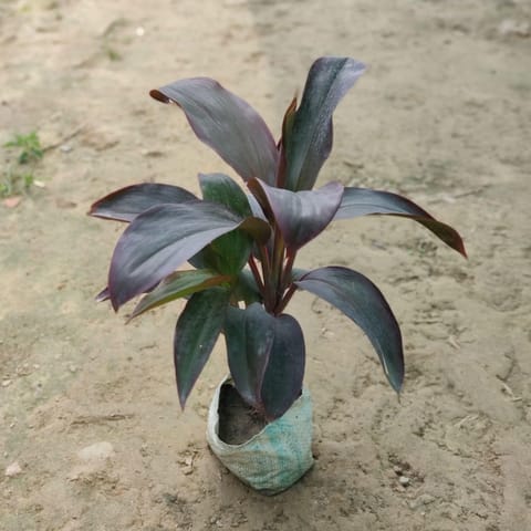 Dracaena Rosea in 5 Inch Nursery Bag