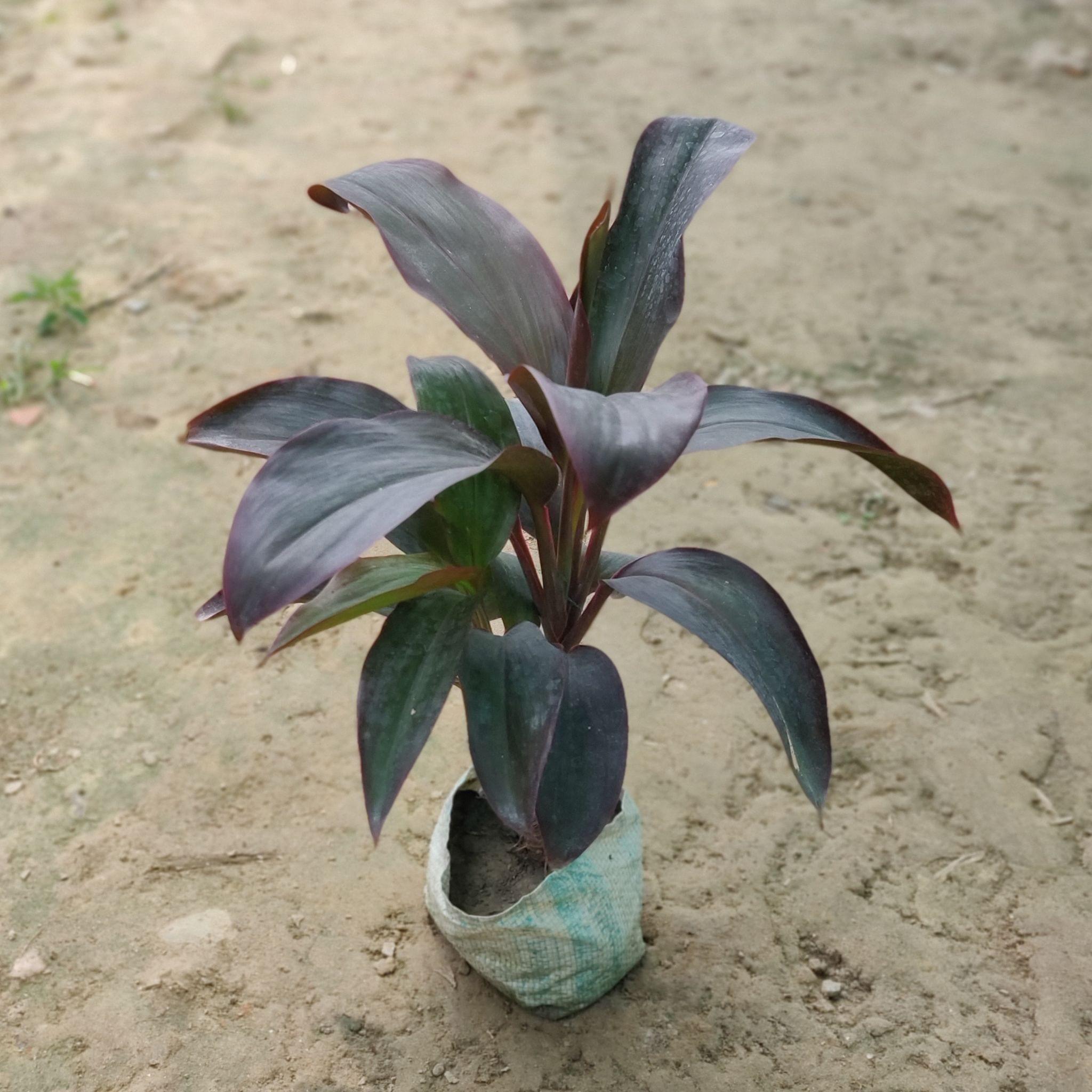 Dracaena Rosea in 5 Inch Nursery Bag