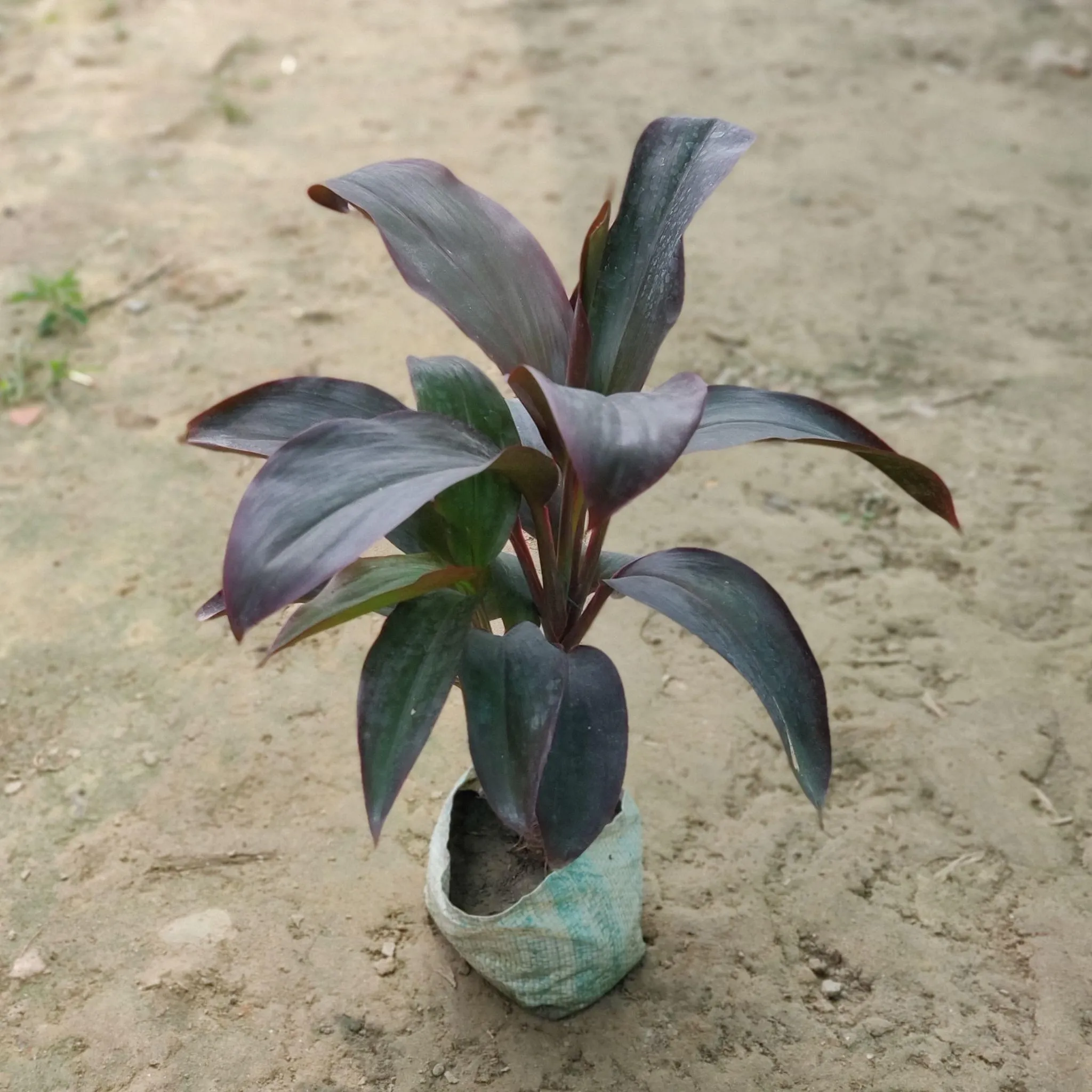 Dracaena Rosea in 5 Inch Nursery Bag