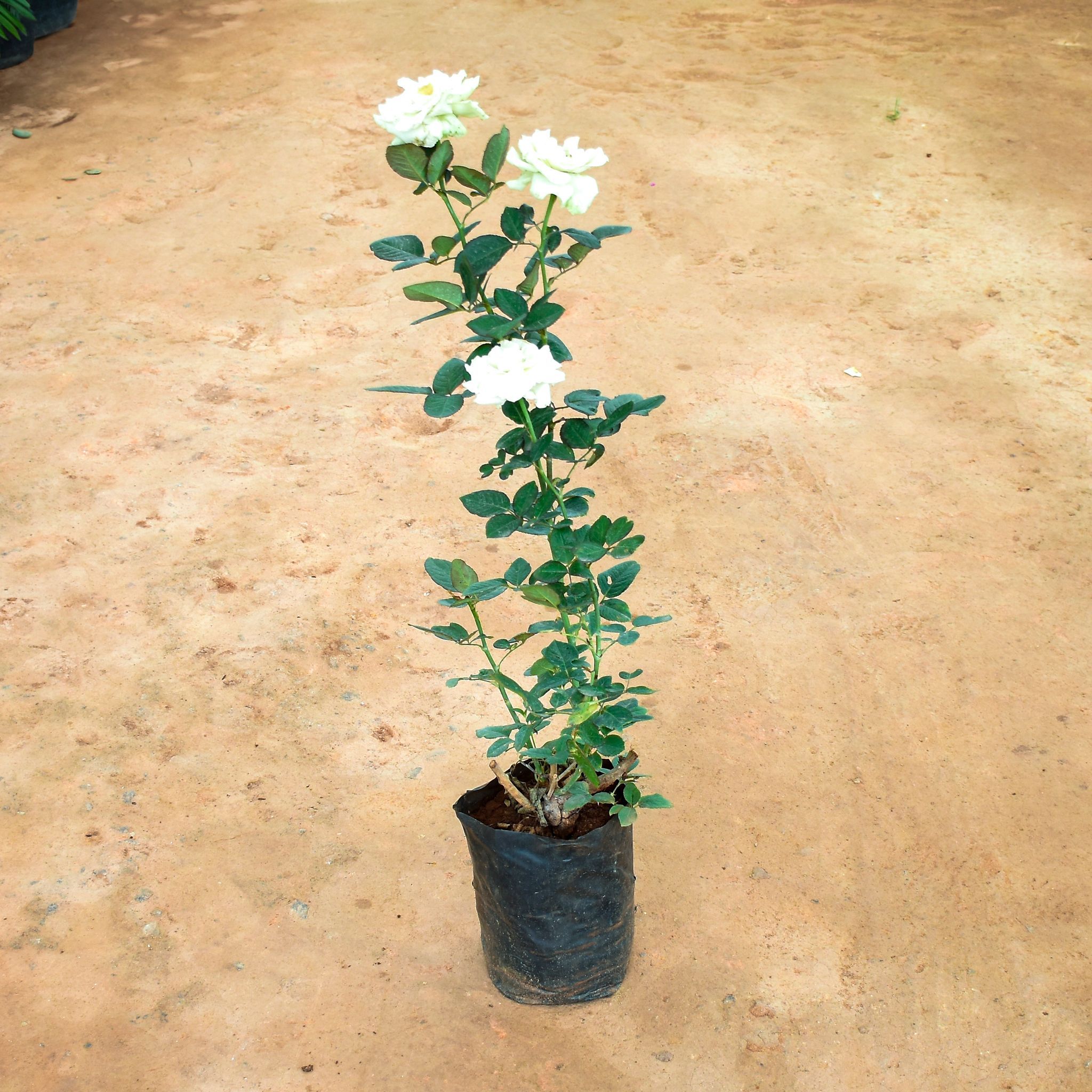 Rose White in 8 Inch Nursery Bag