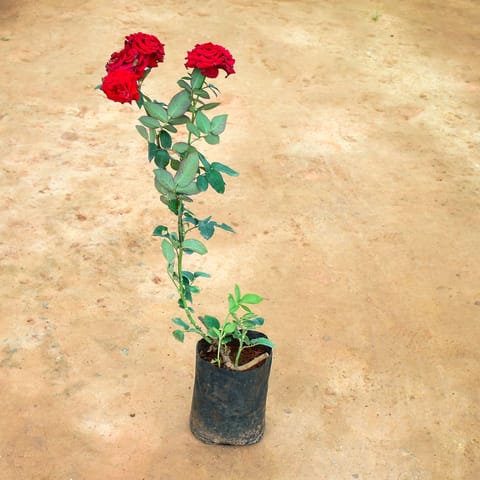 Rose Red in 8 Inch Nursery Bag