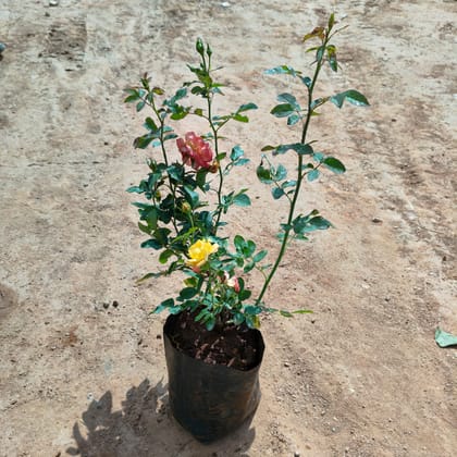Buy Rose Mix in 7 Inch Nursery Bag Online | Urvann.com
