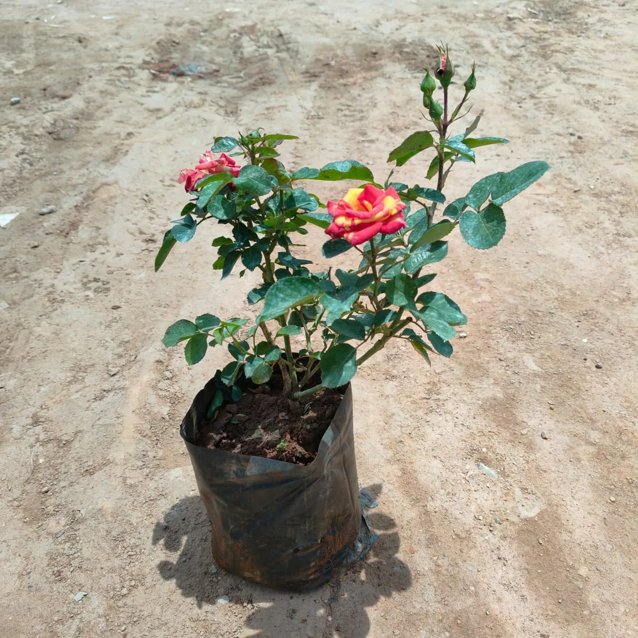 Rose (Multi colour) in 8 Inch Nursery Bag
