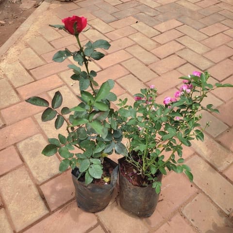 Set Of 2 - Rose (Red & Pink) in 5 Inch Live Plant Nursery Bag