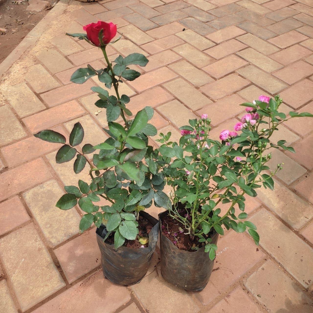 Set Of 2 - Rose (Red & Pink) in 5 Inch Nursery Bag