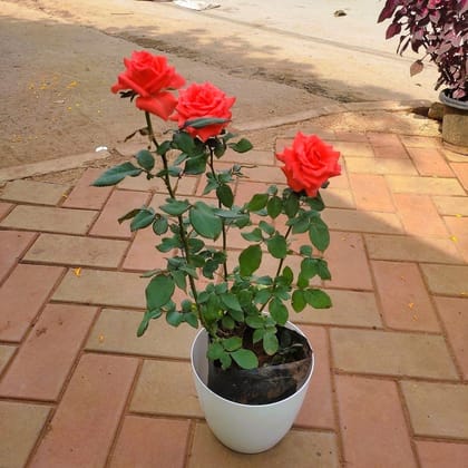 Rose Orange in 7 Inch Elegant White Plastic Pot