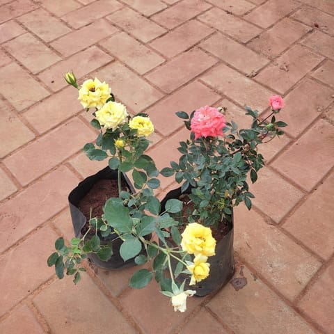 Set of 2 - Rose (Pink & Yellow) in 5 Inch Nursery Bag