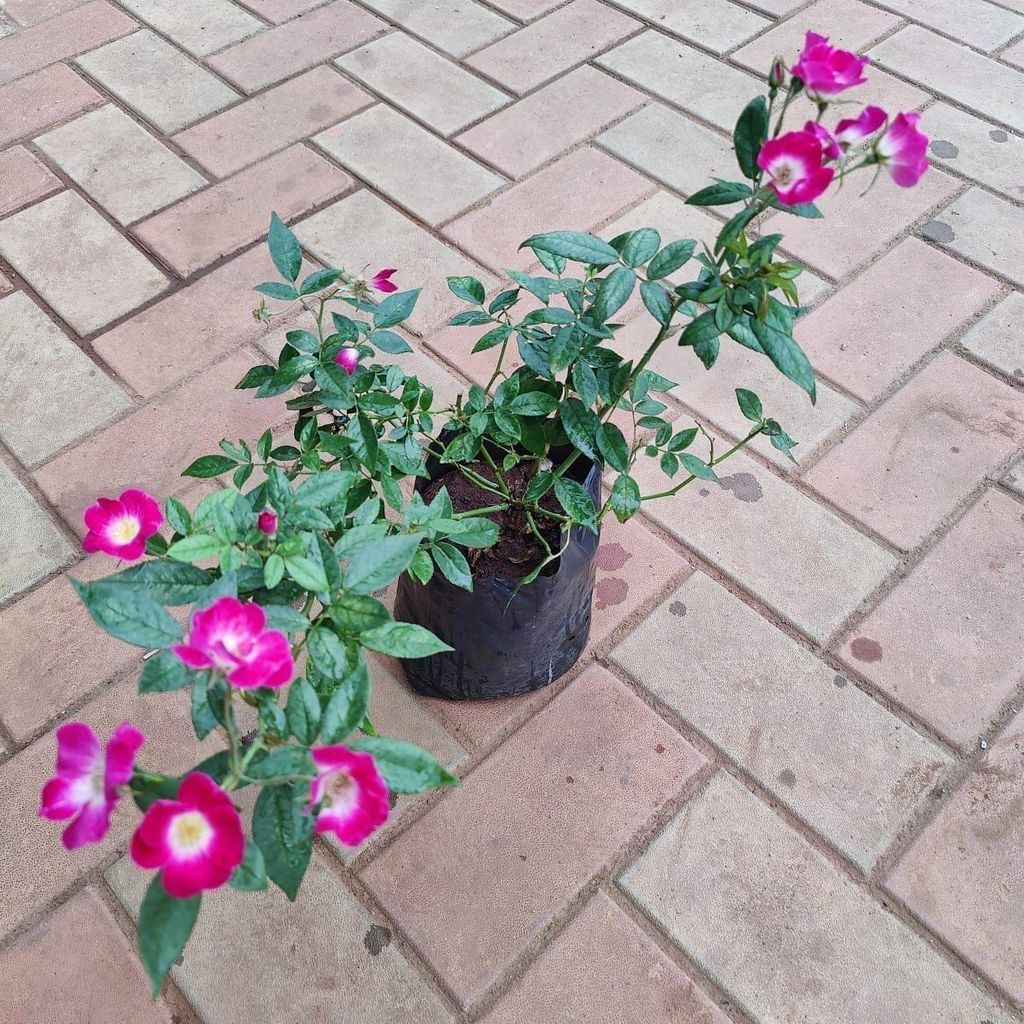 China Rose Pink in 6 Inch Nursery Bag