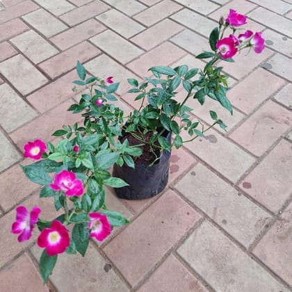 Buy China Rose Pink in 6 Inch Nursery Bag Online | Urvann.com