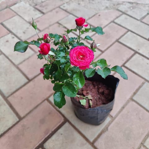 Desi Rose (any colour) in 5 Inch Live Plant Nursery Bag