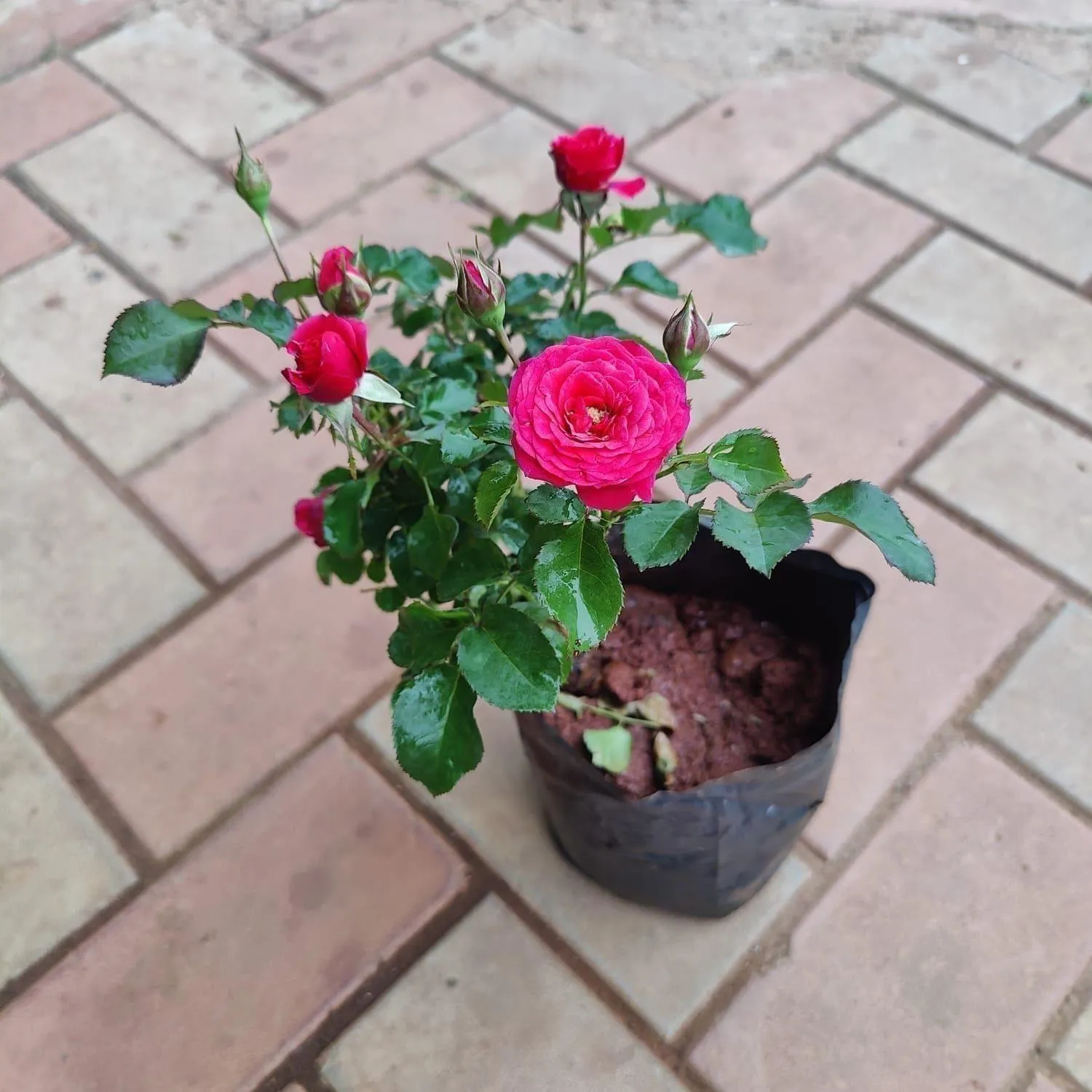 Desi Rose (any colour) in 5 Inch Nursery Bag