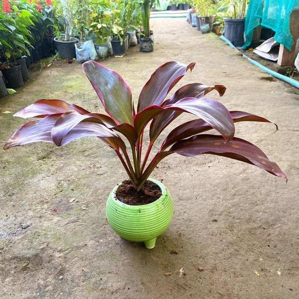 Buy Dracaena Rosea in 6 Inch Round Ceramic Pot (colour may vary) Online | Urvann.com Dracaena Rosea in 6 Inch Round Ceramic Pot (colour may vary)