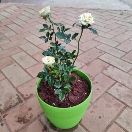 Buy Rose White in 10 Inch Plastic Fibre Pot (colour may vary) Online | Urvann.com