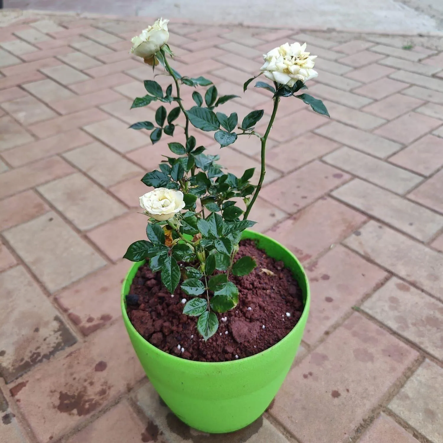 Rose White in 10 Inch Plastic Fibre Pot