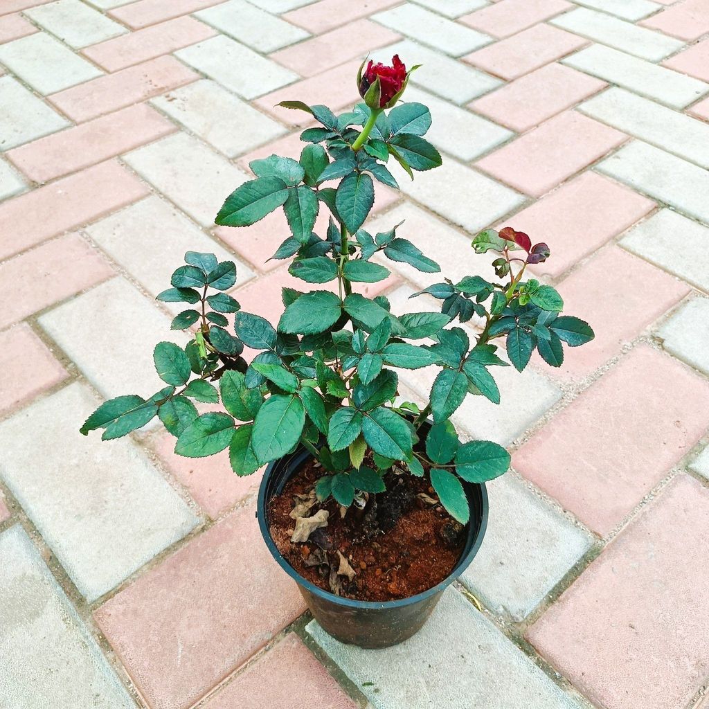 Red Rose in 6 Inch Nursery Pot Red Rose in 6 Inch Nursery Pot