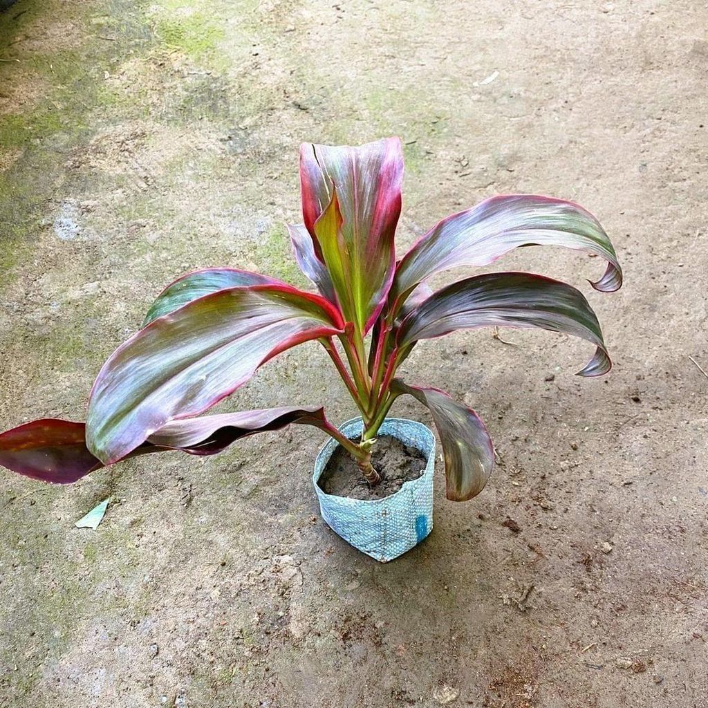 Buy Dracaena Rosea in 5 Inch Nursery Bag Online | Urvann.com Dracaena Rosea in 5 Inch Nursery Bag
