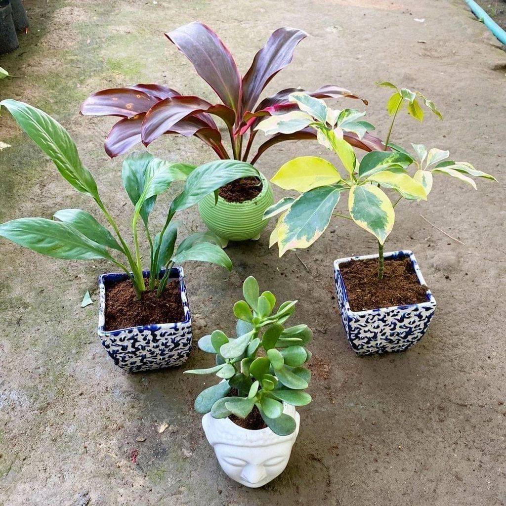 The Living Room Special Combo -Set of 4 - Jade, Dracaena Rosea, Schefflera Bracia & Peace Lily in 5 Inch Designer Ceramic Pots (Colour & Design May Vary)