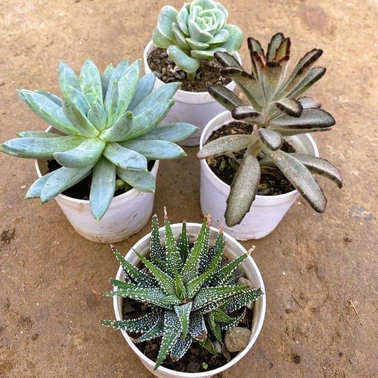 Buy Set of 4 - Echevaria, Echevaria Rose, Kalanchoe Tomentosa & Zebrina Haworthia in 3 Inch Nursery Pot Online | Urvann.com Set of 4 - Echeveria, Echeveria Rose, Kalanchoe Tomentosa & Zebrina Haworthia in 3 Inch Nursery Pot