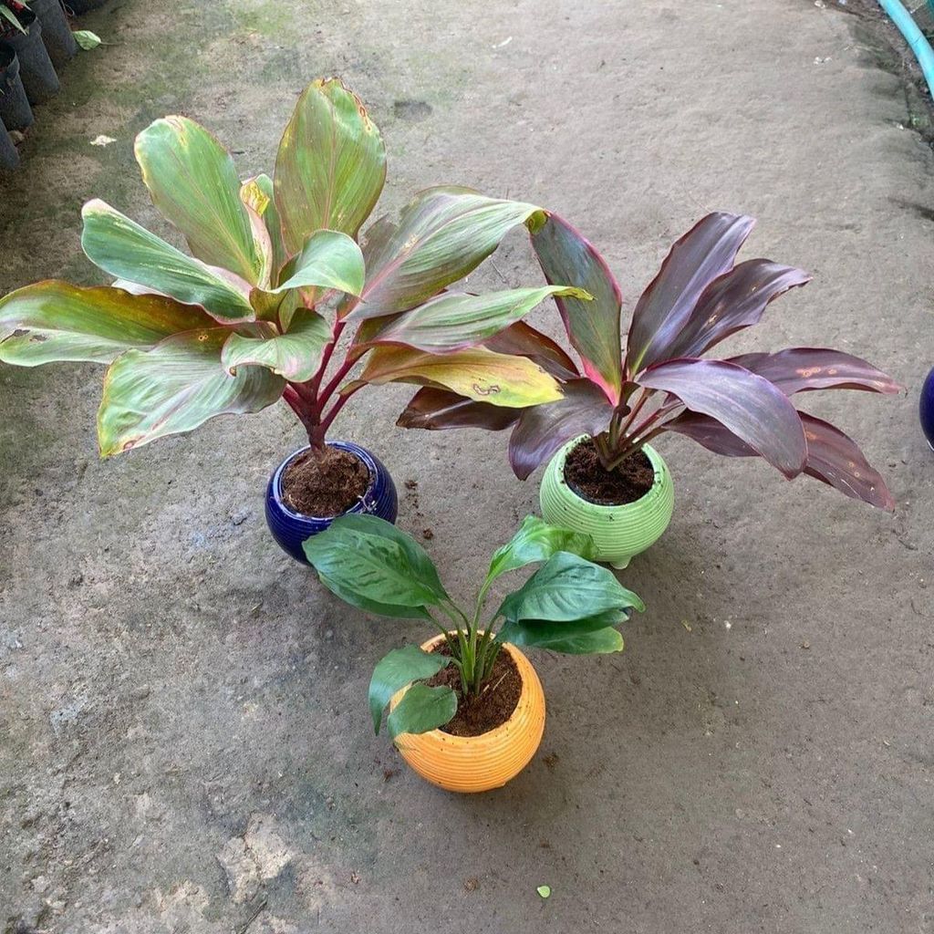 Set of 3 - Dracaena Kedarnath, Rosea & Peace Lily in 6 Inch Round Ceramic Pot (colour may vary)