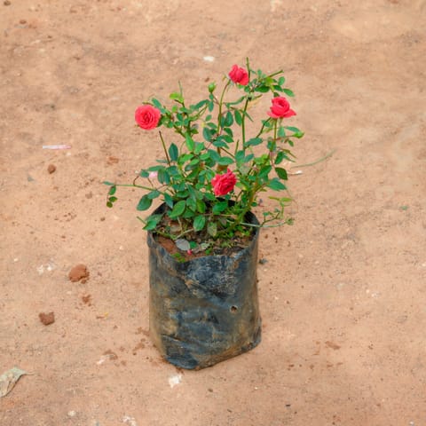 Button Rose Red in 5 Inch Nursery Bag