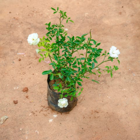 Button Rose White in 5 Inch Nursery Bag