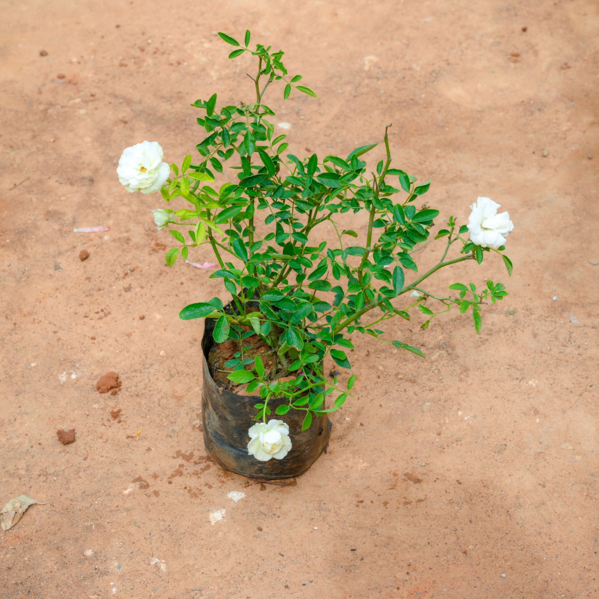 Button Rose White in 5 Inch Nursery Bag