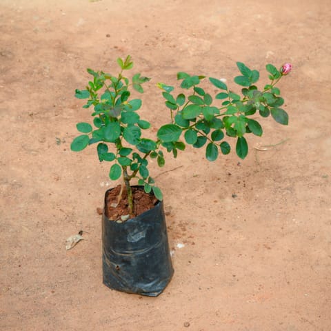 Rose / Gulab (Any Colour) in 5 Inch Nursery Bag
