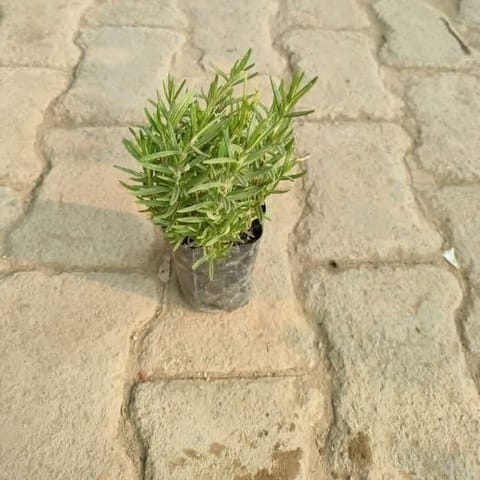 Rosemary in 3 Inch Nursery Bag