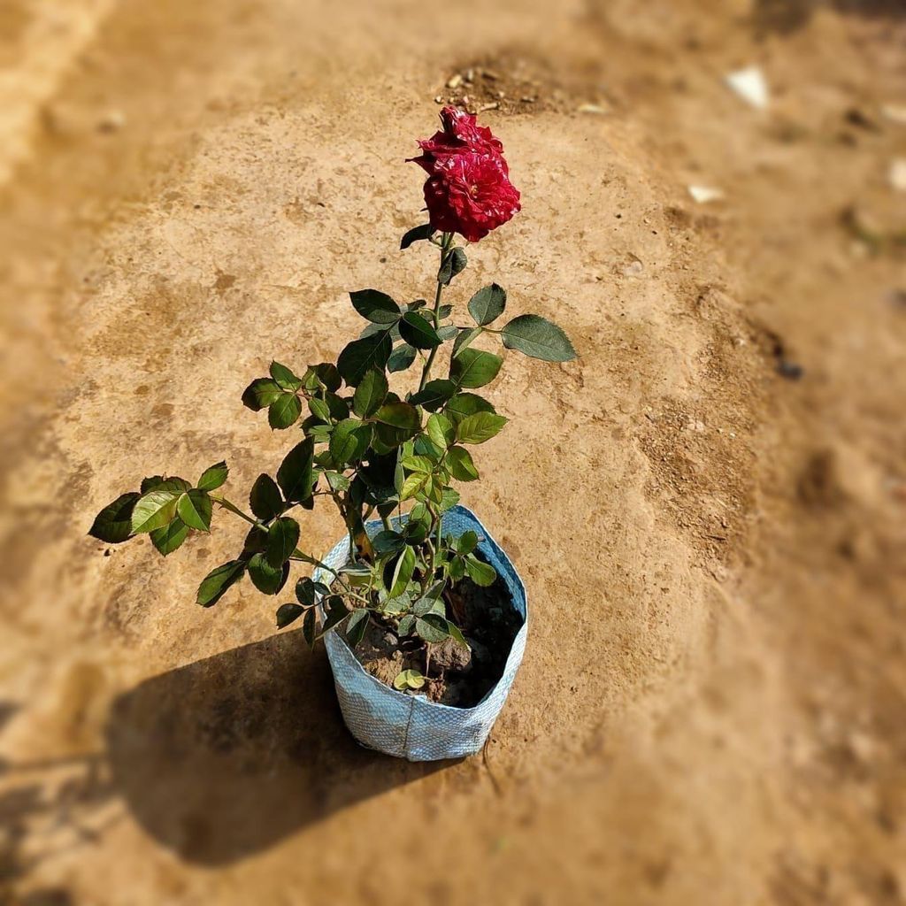 English Rose Any Color in 6 Inch Nursery Bag