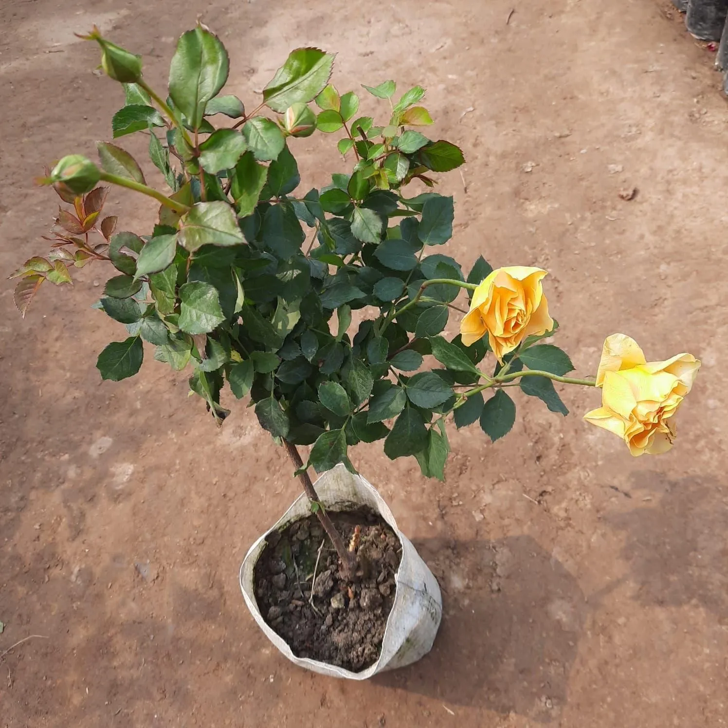 English Rose Yellow in 6 Inch Nursery Bag