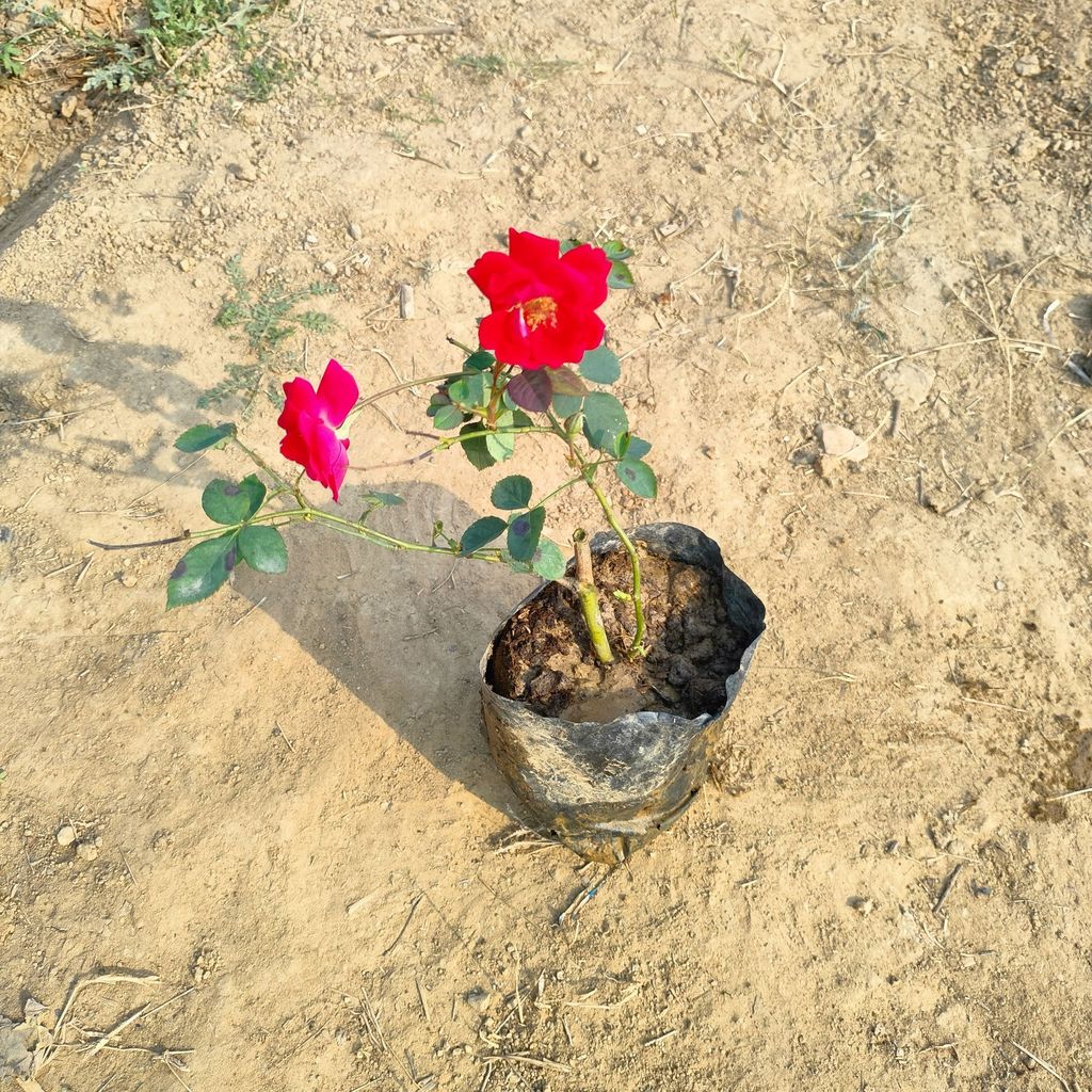Desi Rose in 4 Inch Nursery Bag