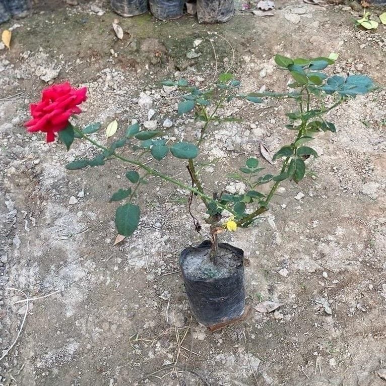 Buy Rose (any colour) in 6 Inch Nursery Bag Online | Urvann.com Rose (any colour) in 6 Inch Nursery Bag