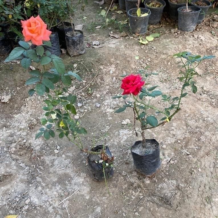 Set of 2 - Roses (any colour) in 6 Inch Nursery Bag