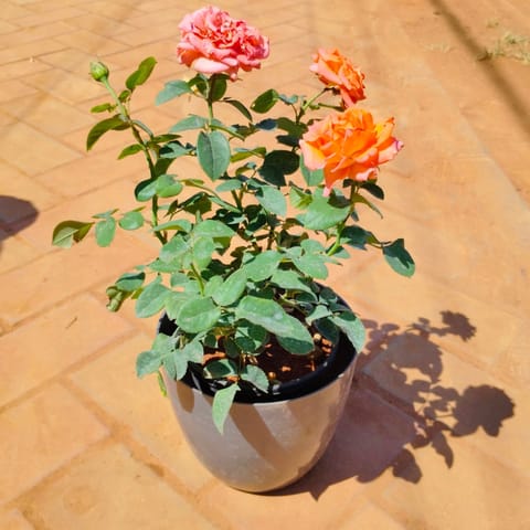 Rose / Gulab (any colour) in 8 Inch Premium Orchid Round Plastic Pot (any colour)