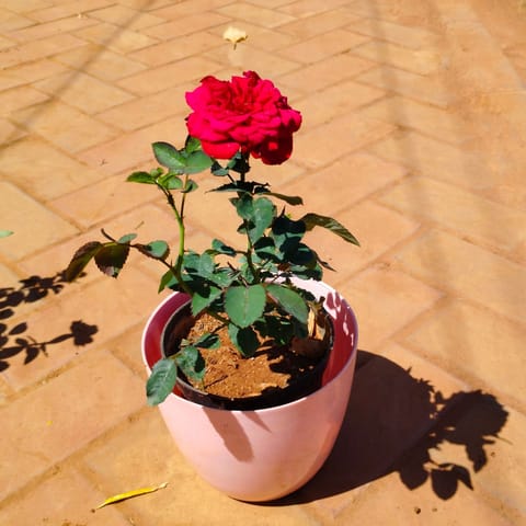 Rose / Gulab Red in 8 Inch Premium Orchid Round Plastic Pot (any colour)
