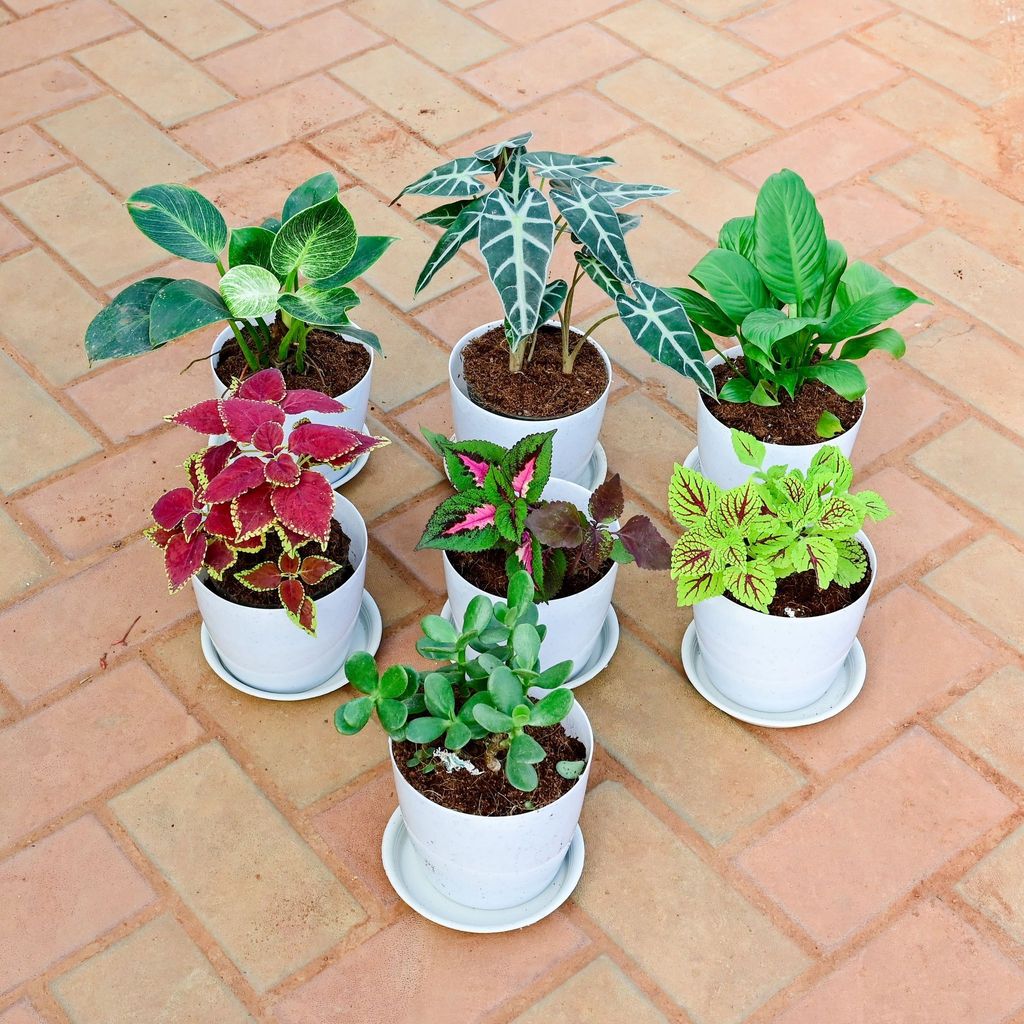 Buy Balcony Special - Set of 7 - Coleus Trusty Rusty, Coleus Wizard Rose, Coleus ColorBlaze Golden Dreams, Crassula, Peace Lily , Alocasia Amazonica & Philodendron Birkin in 7 Inch White Premium Sphere Plastic Pot with Tray Online | Urvann.com Balcony Special - Set of 7 - Coleus Trusty Rusty, Coleus Wizard Rose, Coleus ColorBlaze Golden Dreams, Crassula, Peace Lily , Alocasia Amazonica & Philodendron Birkin in 7 Inch White Premium Sphere Plastic Pot with Tray