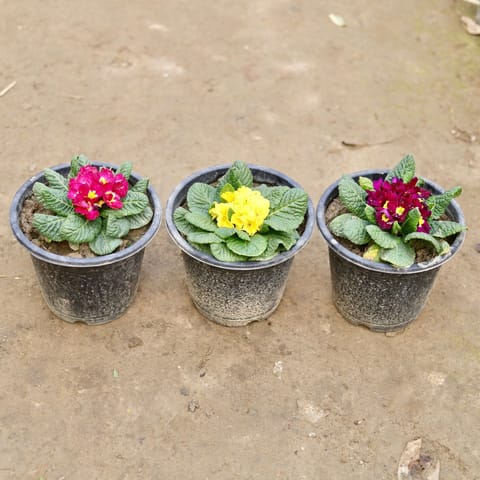 Set of 3 - Prime / Primula Rosea (any colour) in 8 Inch Nursery Pot