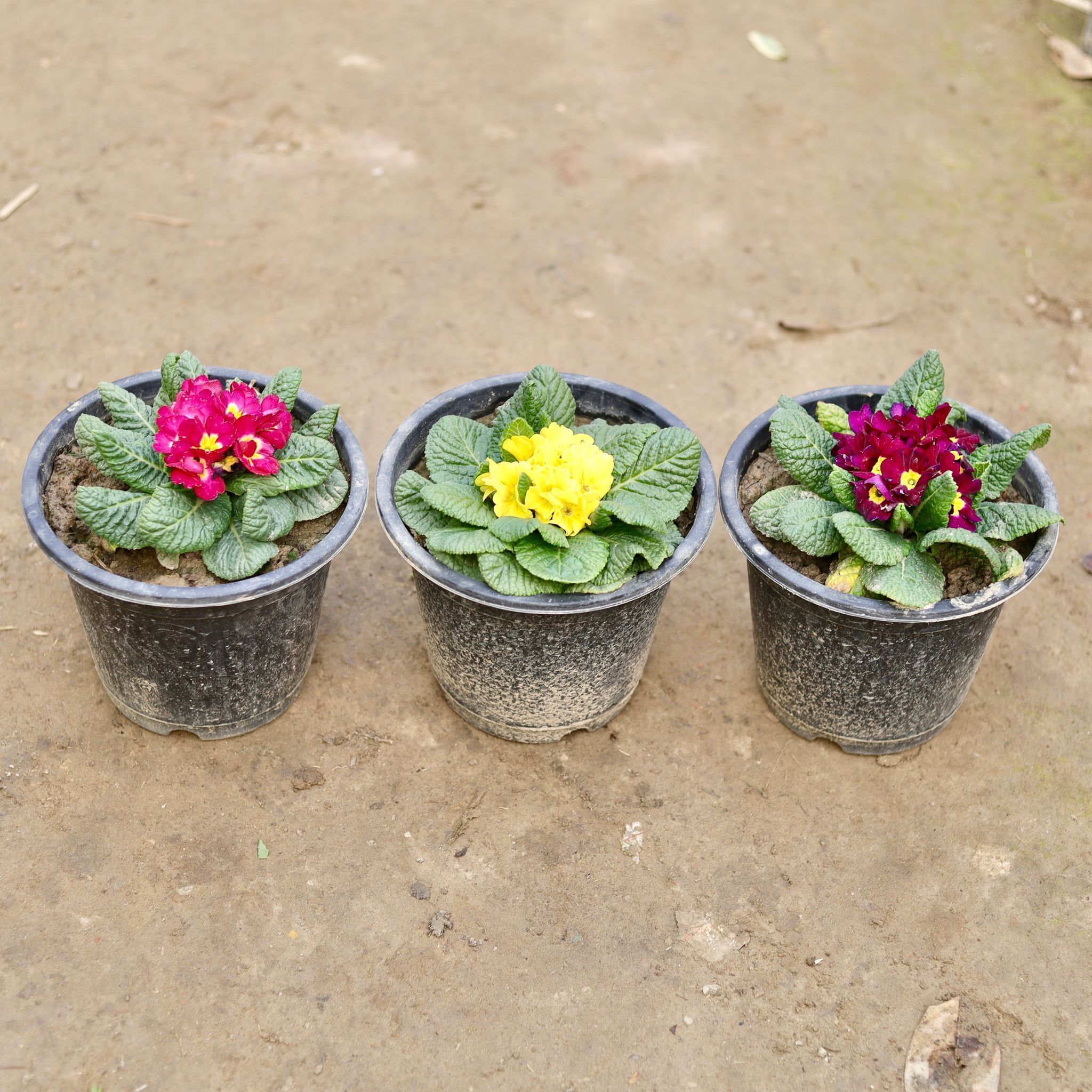 Set of 3 - Prime / Primula Rosea (any colour) in 8 Inch Nursery Pot