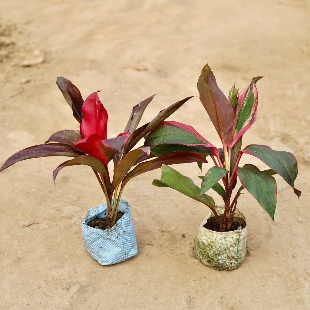 Set of 2 - Dracaena (Rosea & Kedarnath) in 5 Inch Nursery Bag