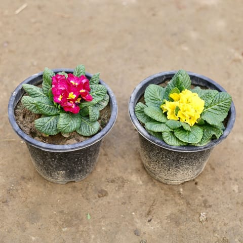 Set of 2 - Prime / Primula Rosea (any colour) in 8 Inch Nursery Pot